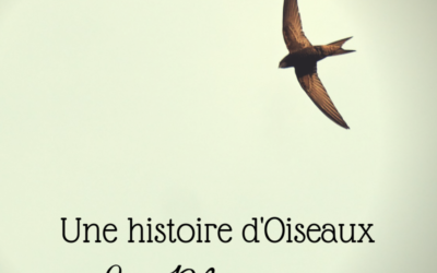 Une histoire d’Oiseaux: les Martinets