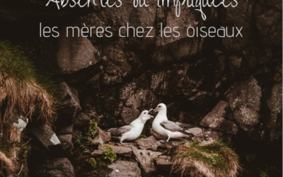 Absentes ou impliquées: les mères chez les oiseaux