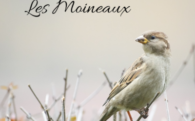 Une histoire d’Oiseaux: les Moineaux