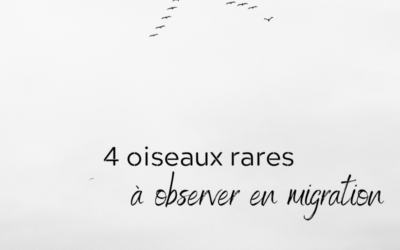 4 oiseaux rares à observer en migration