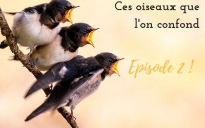 Si ce n’est toi…Ces oiseaux que l’on confond! Episode 2