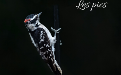 Une histoire d’Oiseaux: Les pics