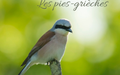 Une histoire d’Oiseaux: Les pies-grièches