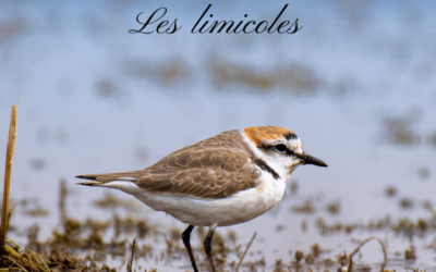 Le Bird-Quiz : les limicoles