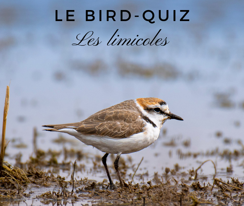 Le Bird-Quiz : les limicoles