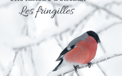 Une histoire d’Oiseaux: Les fringilles