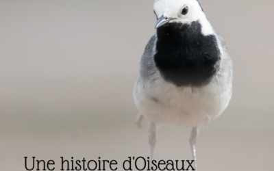 Une histoire d’Oiseaux : les Motacillidés