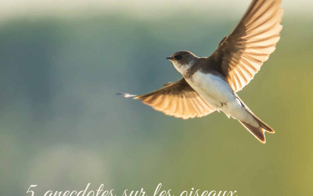 5 anecdotes sur les oiseaux…issues des livres de Guilhem Lesaffre