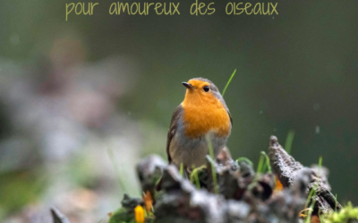 Activités automnales pour amoureux des oiseaux