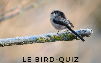 Bird-Quiz : Oiseaux d’automne