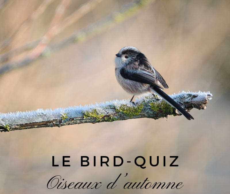 Bird-Quiz : Oiseaux d’automne