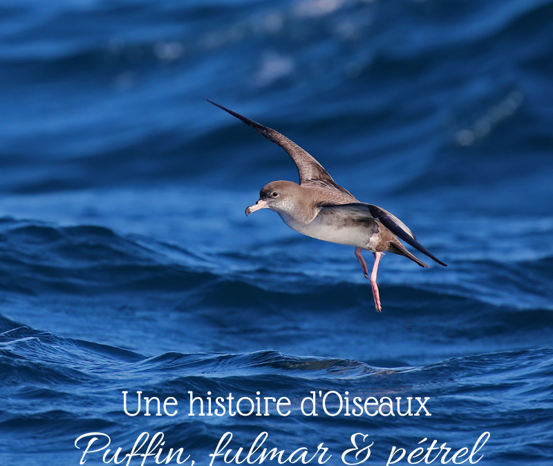 Une histoire d’Oiseaux : Puffin, fulmar & pétrel