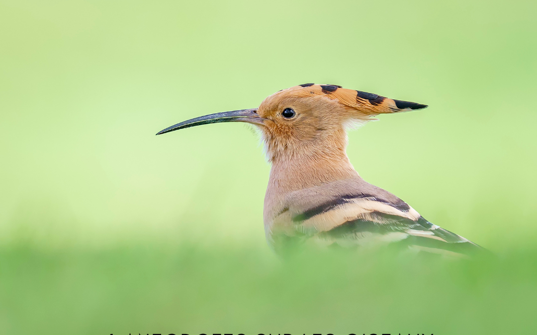 4 anecdotes sur les oiseaux…pour briller au prochain repas de famille !